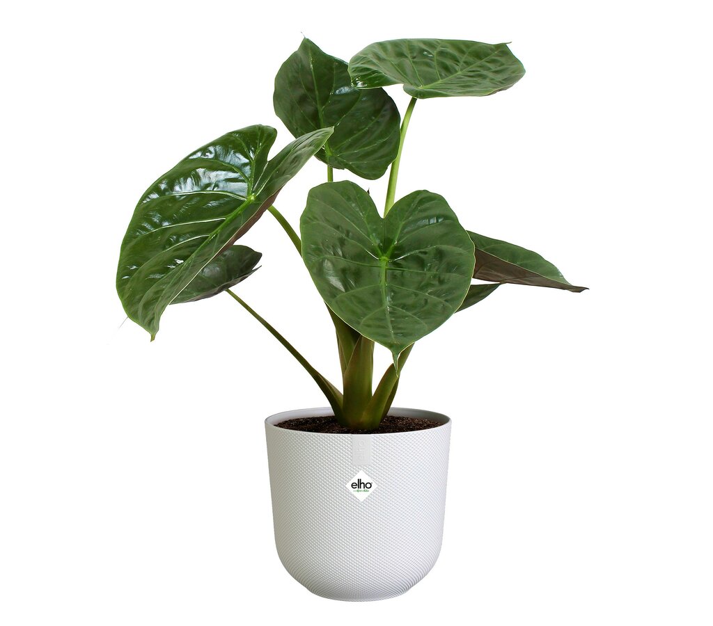 Elho Jazz Macetero Blanco 14cm