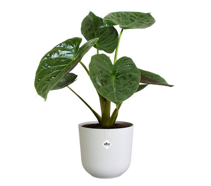 Elho Jazz Macetero Blanco 14cm