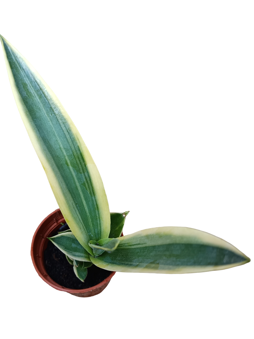Agave Desmettiana Variegata Planta Suculenta Pequeña Ø5_0