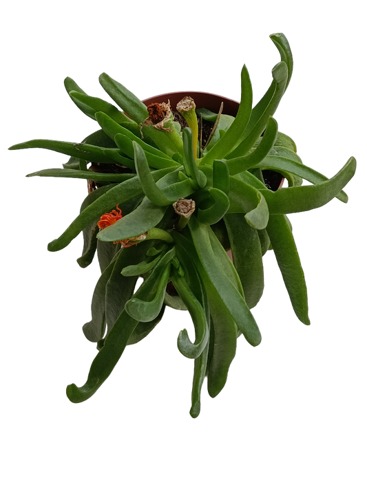Glottiphyllum Linguiforme Planta Suculenta Ø13_0