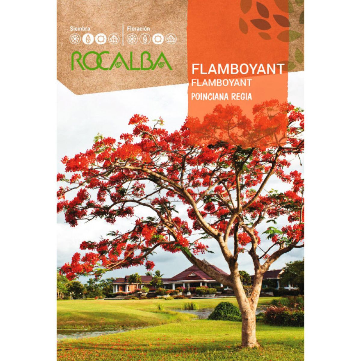 Semillas de Flamboyant Ponciana regia