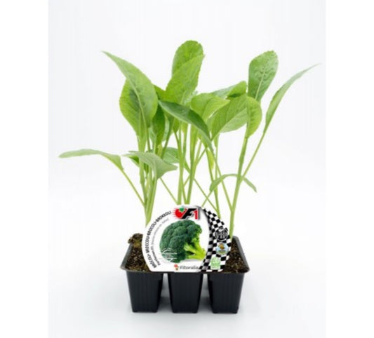 Pack Plantones Brócoli Híbrido F1 Parthenon 6 Ud. Natural - Fitoralia_0