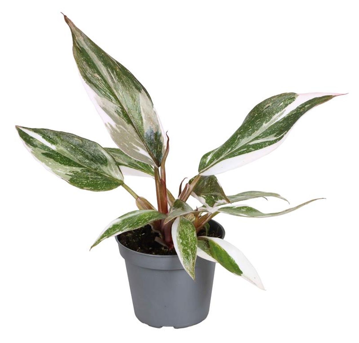 Planta Natural Philodendron 'red Anderson' 1 Ud Ø 6 Alt. 11_0