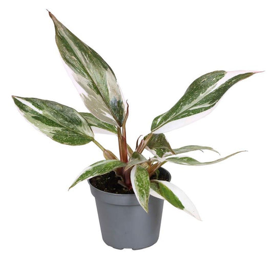 Planta Natural Philodendron 'red Anderson' 1 Ud Ø 6 Alt. 11_0