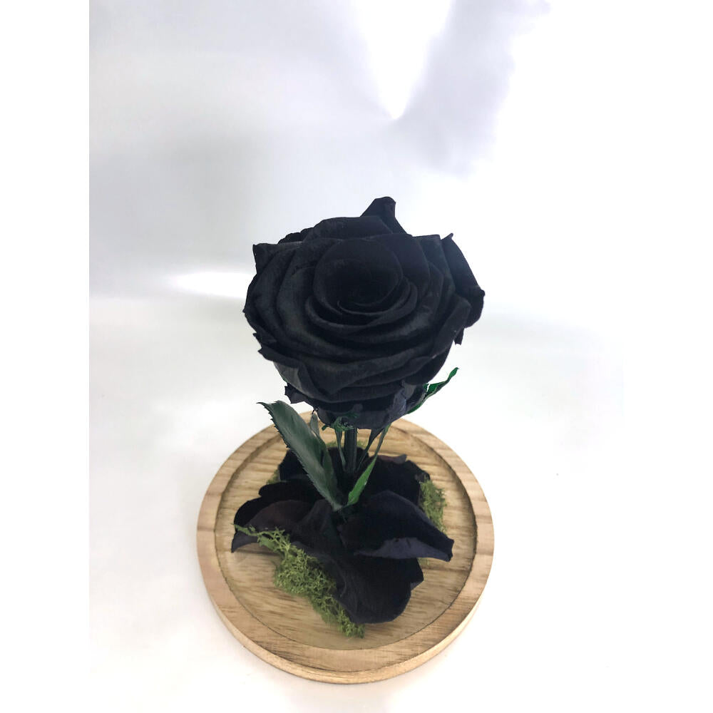 Mundo Eterno Rosa En Cúpula Negra 12x20cm_0