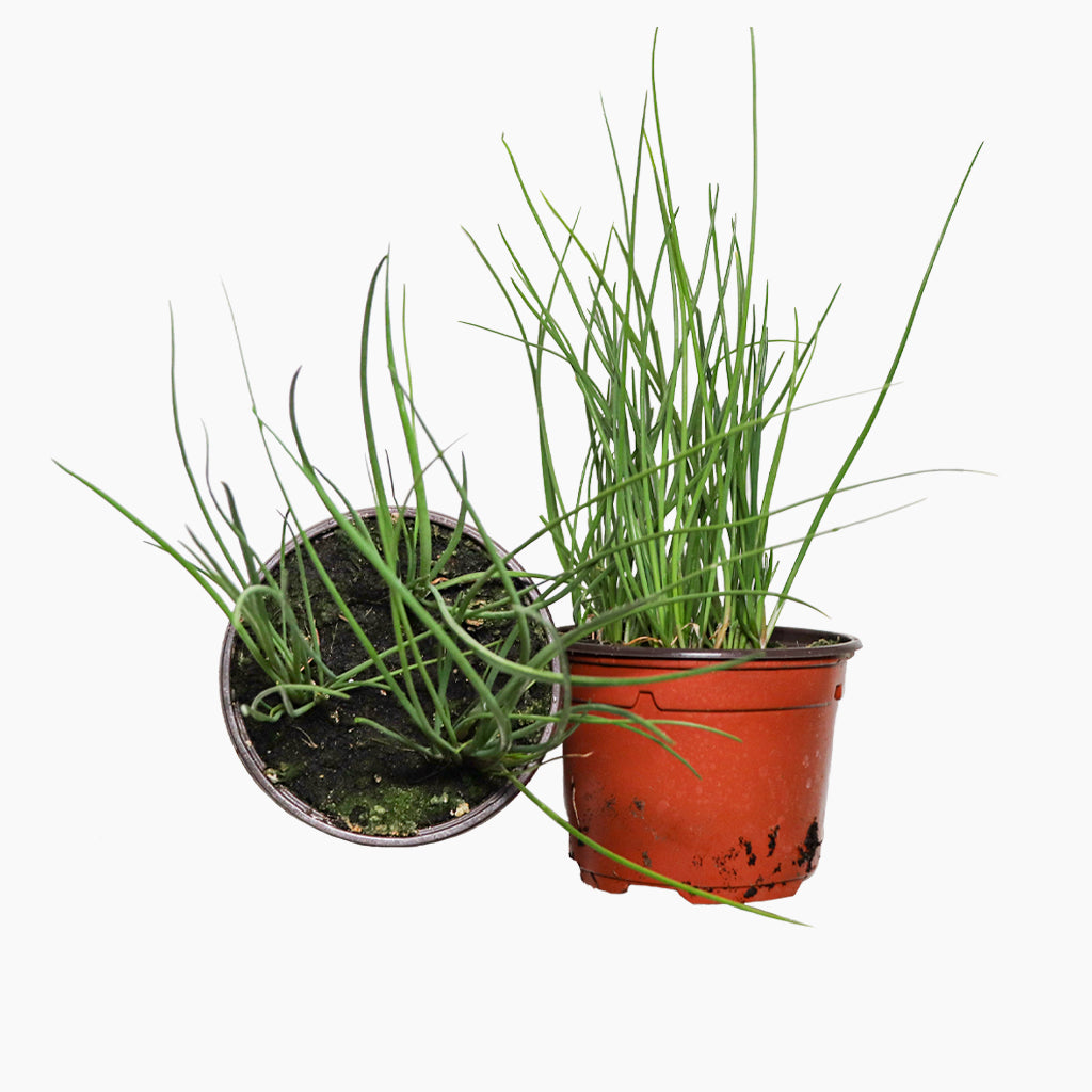 Maceta Cebollino 10,5 Cm - Plantabo_0