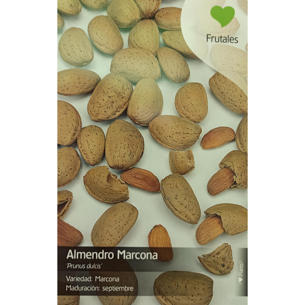 Almendro Marcona M25 130cm_0