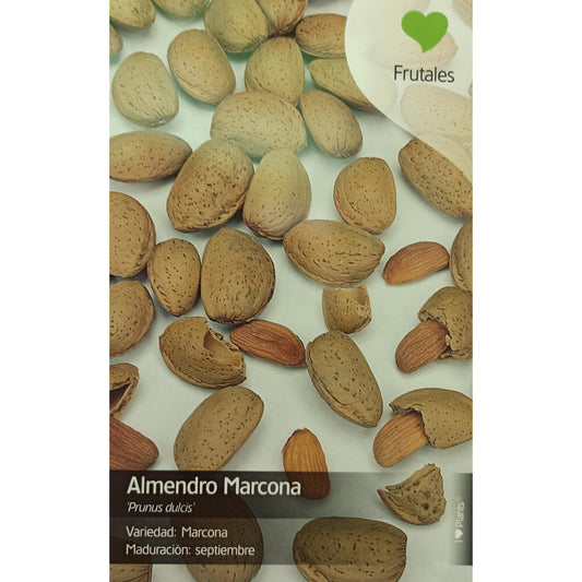 Almendro Marcona M25 130cm_0
