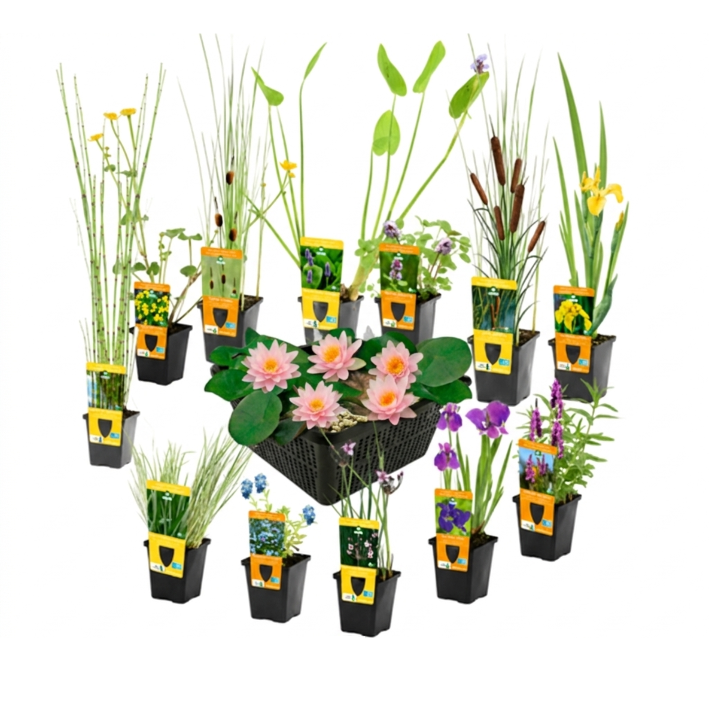Set Sorpresa Plantas Estanque - 12 Plantas Incl. Nenúfar Rosa_0