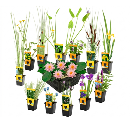 Set Sorpresa Plantas Estanque - 12 Plantas Incl. Nenúfar Rosa_0