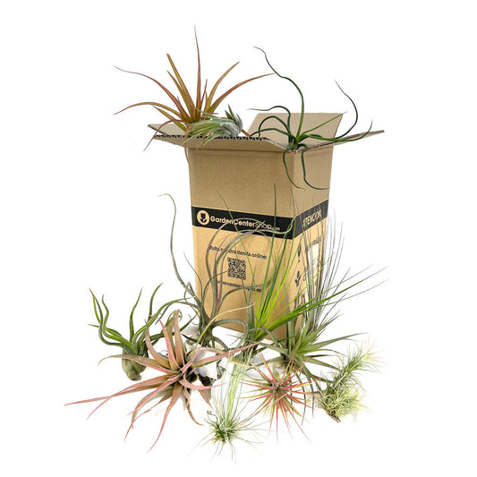 Pack 5 Tillandsias Variadas_0