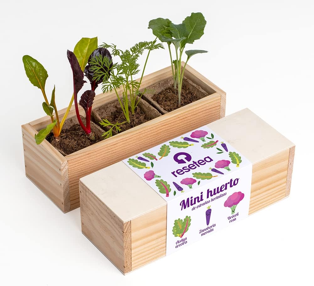 Mini Huerto Hortalizas Extrañas Acelga Arcoíris, Zanahoria Morada y Brócoli Rosa - Resetea_0