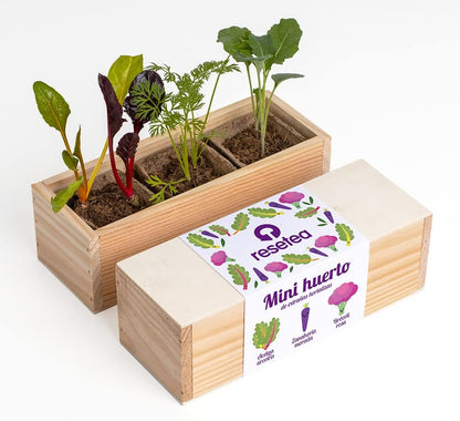 Mini Huerto Hortalizas Extrañas Acelga Arcoíris, Zanahoria Morada y Brócoli Rosa - Resetea_0
