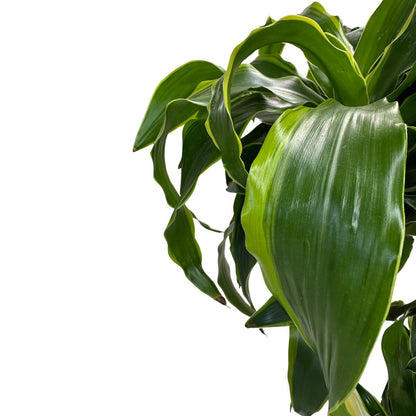 Dracena Dorada Planta De Interior (dracaena Fragrans 'massangeana') Maceta 17cm 2 Troncos 60/30_1