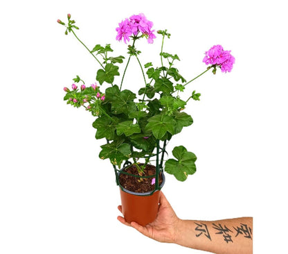 Gitanilla Murciana Rejilla M13 (pelargonium Peltatum)_1
