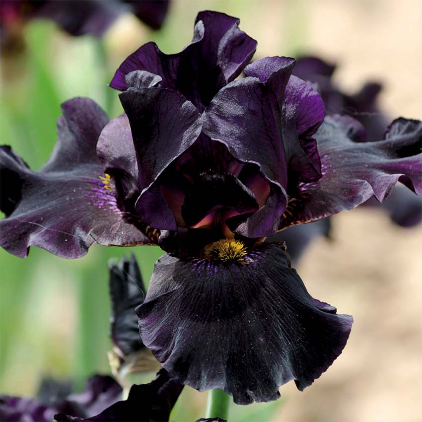 Lirio Negro - Iris Louisiana - Set De 4 Con Cesta_2