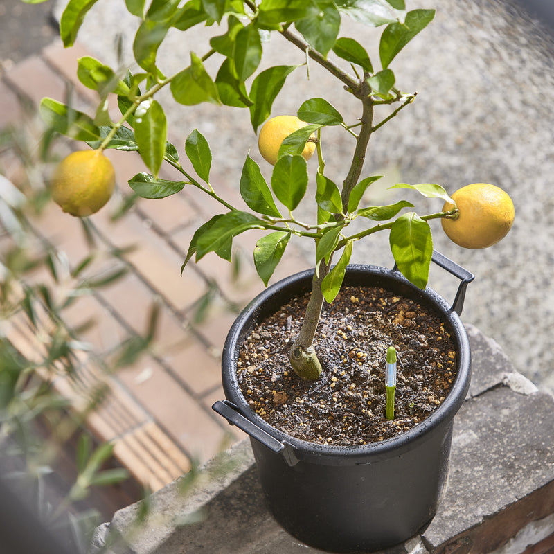 Pack De 3 Medidores De Humedad Para Plantas Sus.tee Verde – L –_1