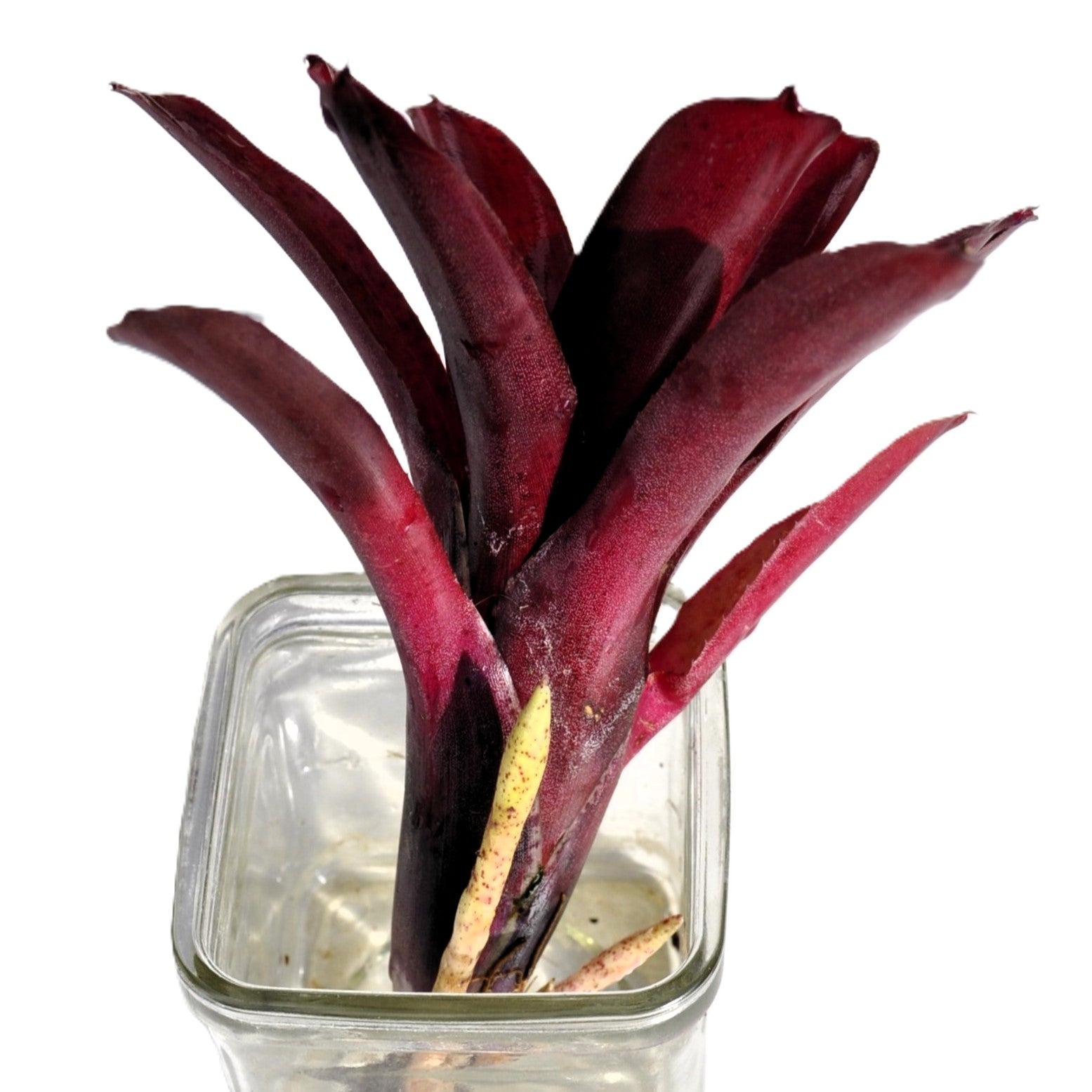 Neoregelia 'amazon', Bromelia Ornamental, Curiosarium, Altura 10 Cm, Diámetro 10 Cm, Sin Sustrato_5