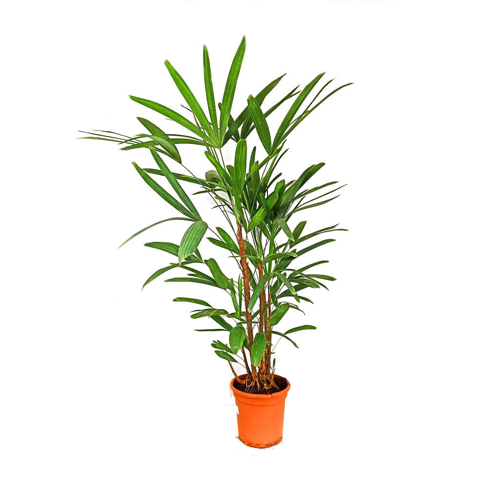 Raphis Excelsa En Grupo M24 150cm_0