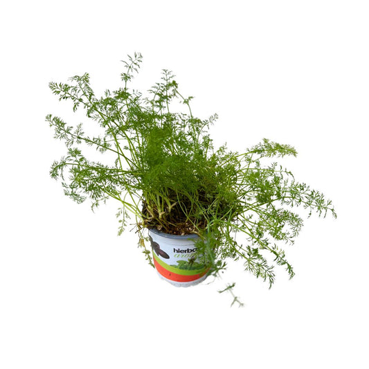 Eneldo Planta Aromática Y Medicinal (anethum Graveolens)_0