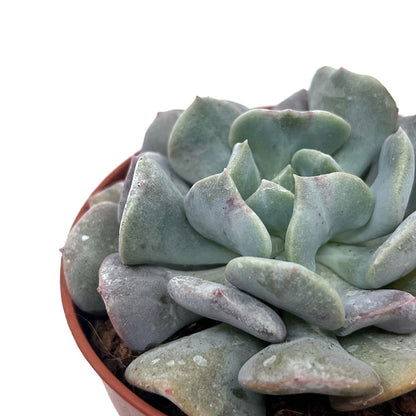 Echeveria Cubic Frost Cactus Y Suculentas M8,5 cm Ø_2