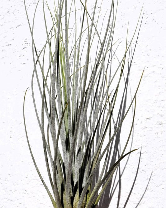 Tillandsia juncea; tilandsia junco, planta del aire plateada; Curiosarium; altura 20-35 cm, diámetro 10-25 cm_0