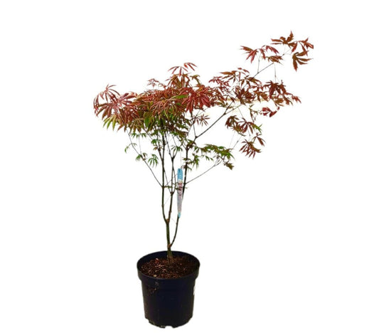 Acer Palmatum M23_0