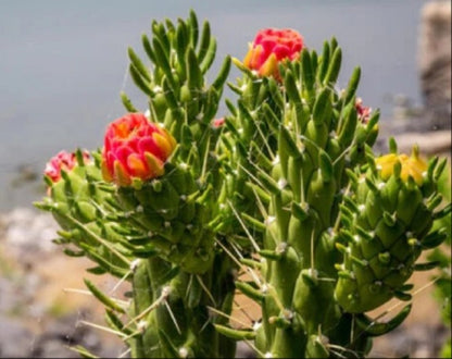 Cactus Alfiler De Eva, Maceta De 17 Cm._1