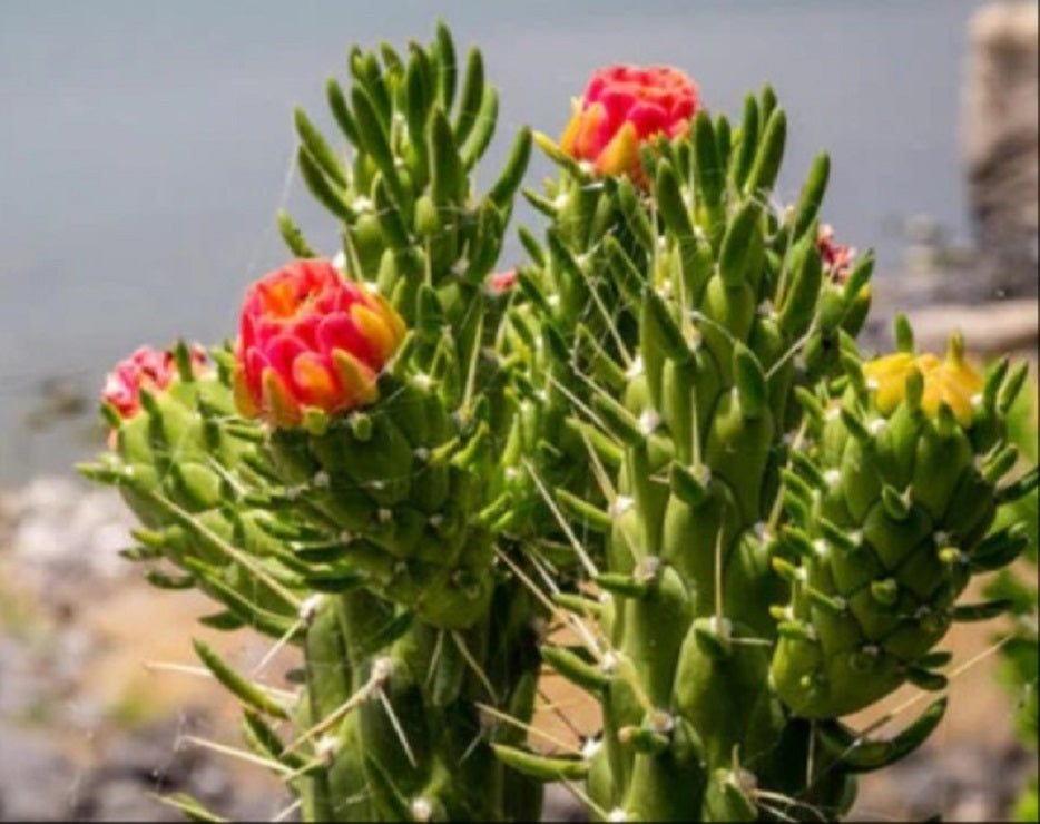 Cactus Alfiler De Eva, Maceta De 24 Cm._2