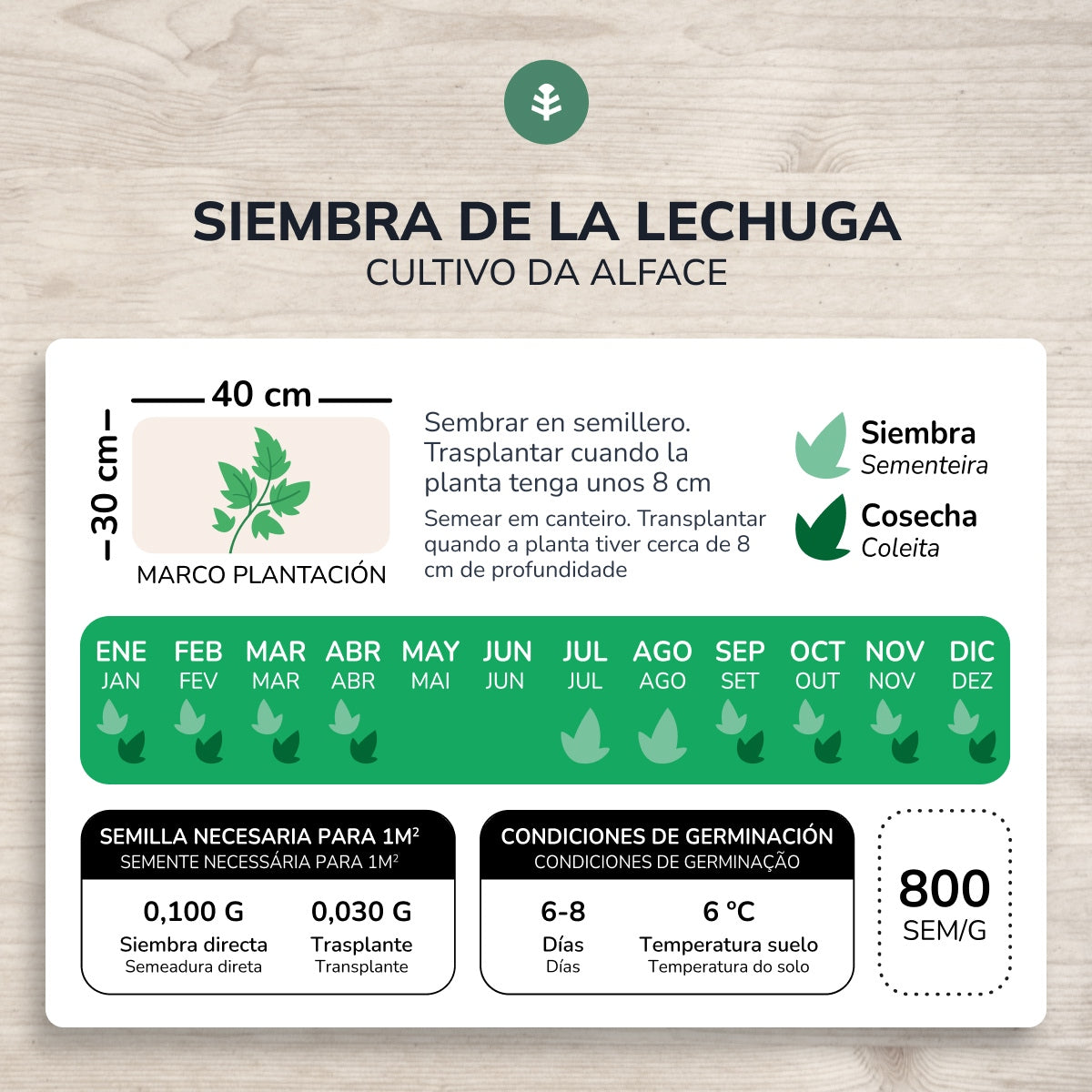 Semillas de Lechuga Mantecosa 4 estaciones ecológicas Planeta Huerto