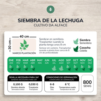 Semillas de Lechuga Mantecosa 4 estaciones ecológicas Planeta Huerto