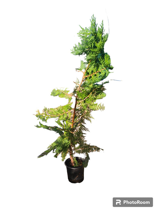 Thuja Maceta_0