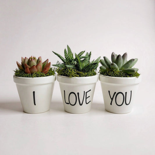 Pack de 3 Suculentas Naturales en Maceta Blanca - Regalo Sostenible y Decoración Viva_0