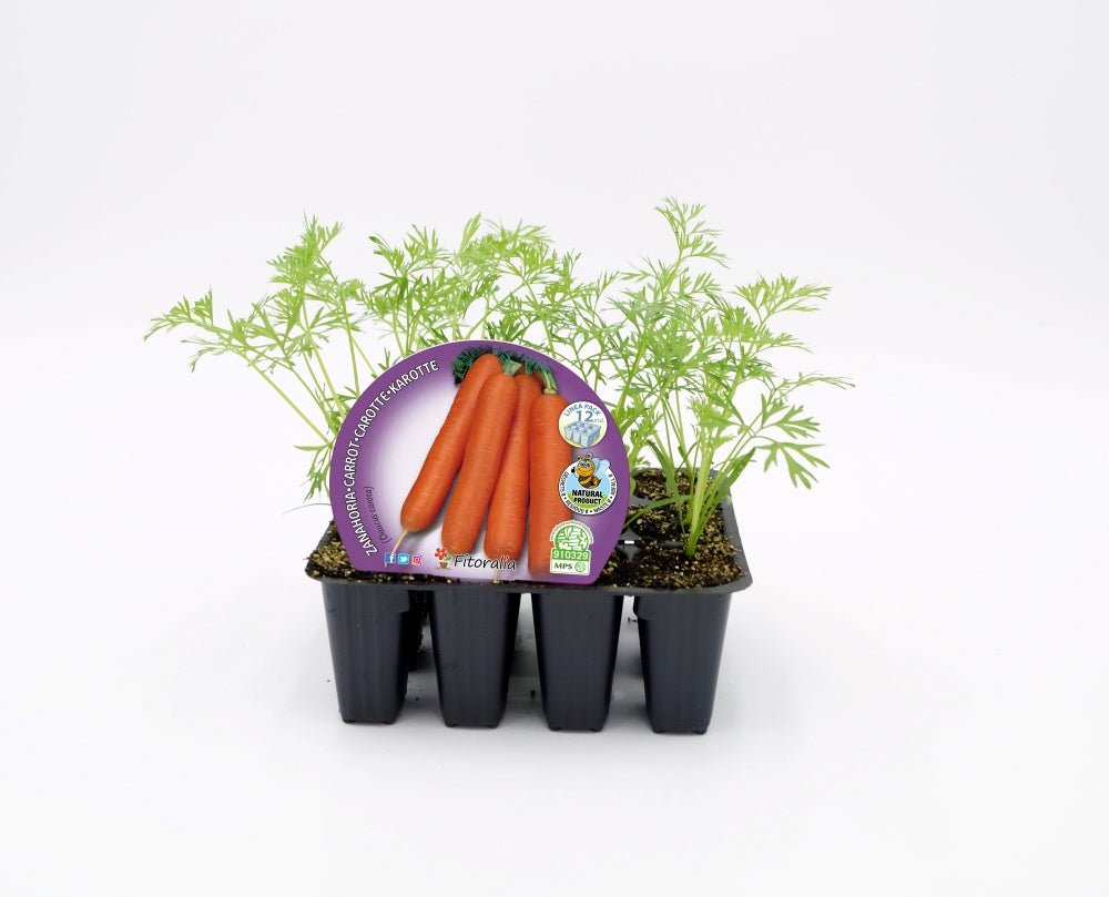 Pack Plantones Zanahoria 12 Ud. Natural - Fitoralia_0