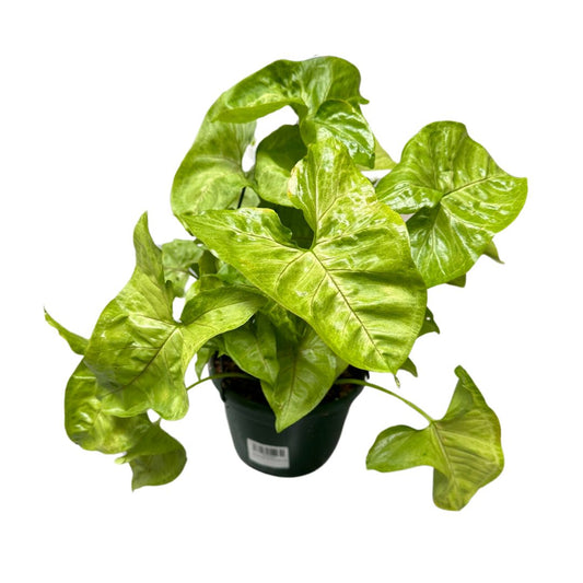 Syngonium Planta De Interior (syngonium Podophyllum)_0