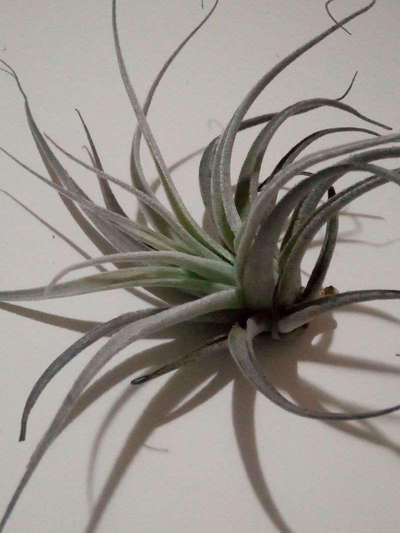 Tillandsia Leonamiana Clavel Del Aire Tillandsias_0