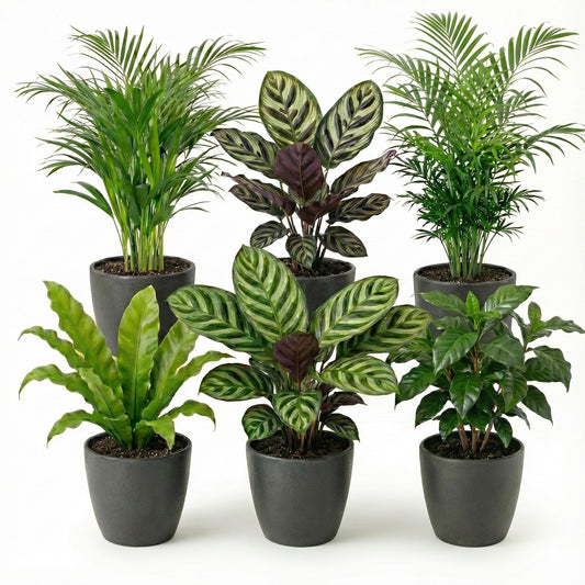 Plantas De Interior - 6 Con Maceta Antracita - Purificadoras_0