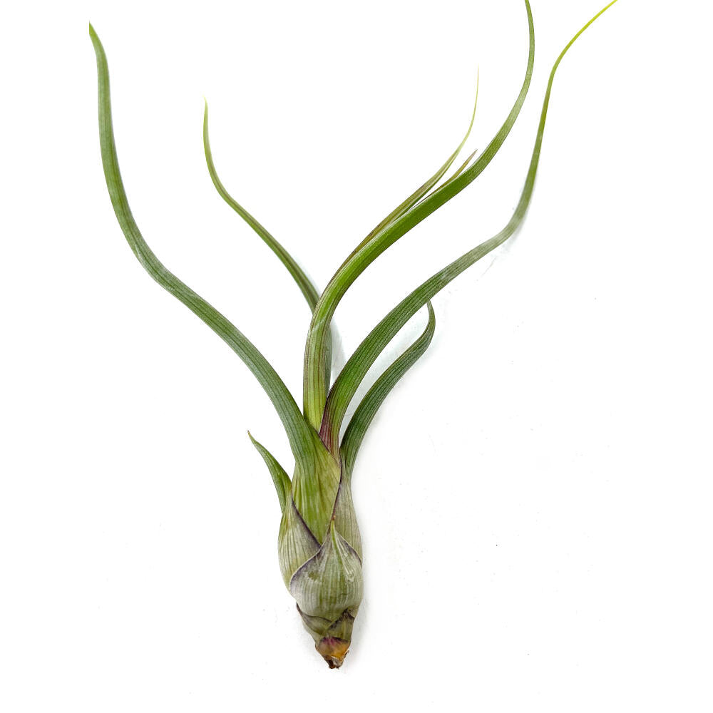 Tillandsia Pseudobailei 20cm Alto X 13cm Ancho_2