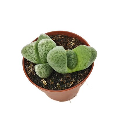 Pleiospilos Nelii Cactus Y Suculentas M8,5 Cm Ø_1