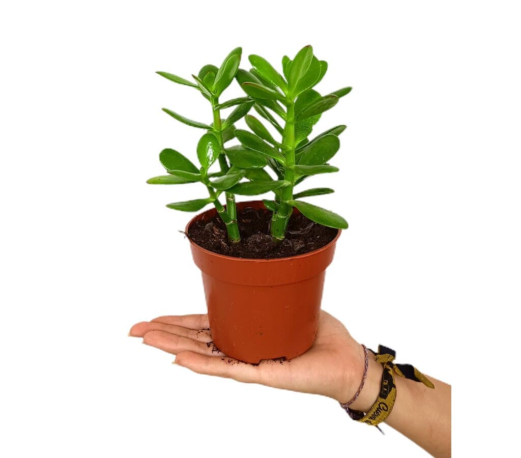 Crassula Ovata M12 20cm (aŕbol De Jade)_0
