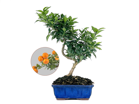 Bonsái Citrus Myrtifolia – Naranjo 7 Años_0