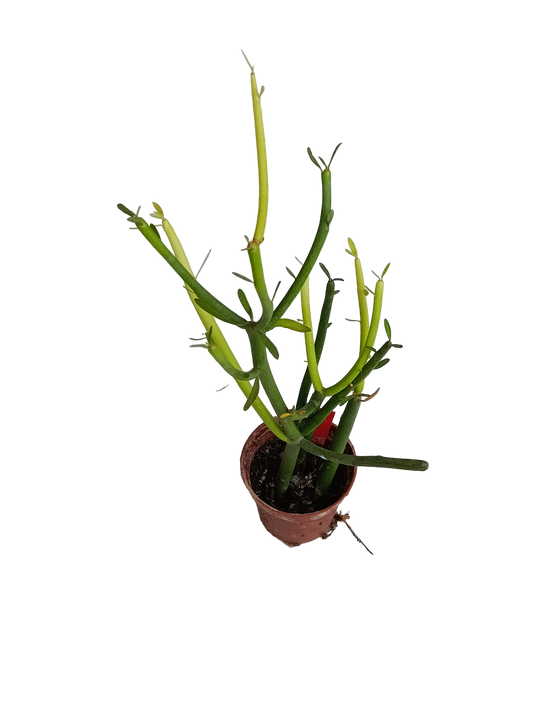 Euphorbia Tirucalli Stick Of Fire Planta Suculenta Ø5_0