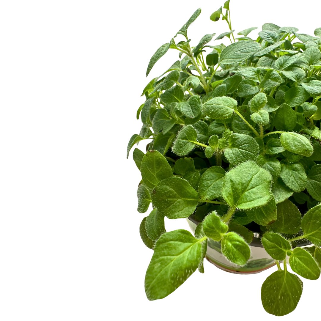 Orégano Planta Aromática Y Medicinal (origanum Vulgare)_1