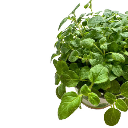 Orégano Planta Aromática Y Medicinal (origanum Vulgare)_1