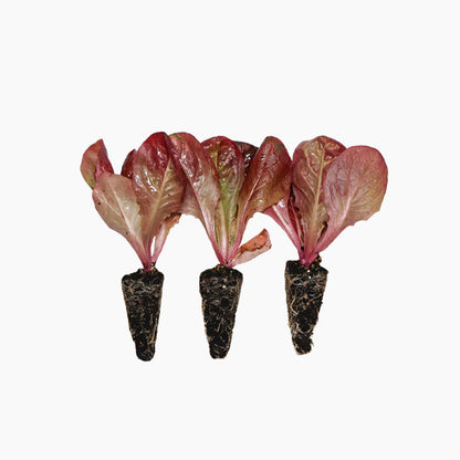 Plantón Lechuga Cuatro Estaciones 3 Unidades - PlantaBo_0