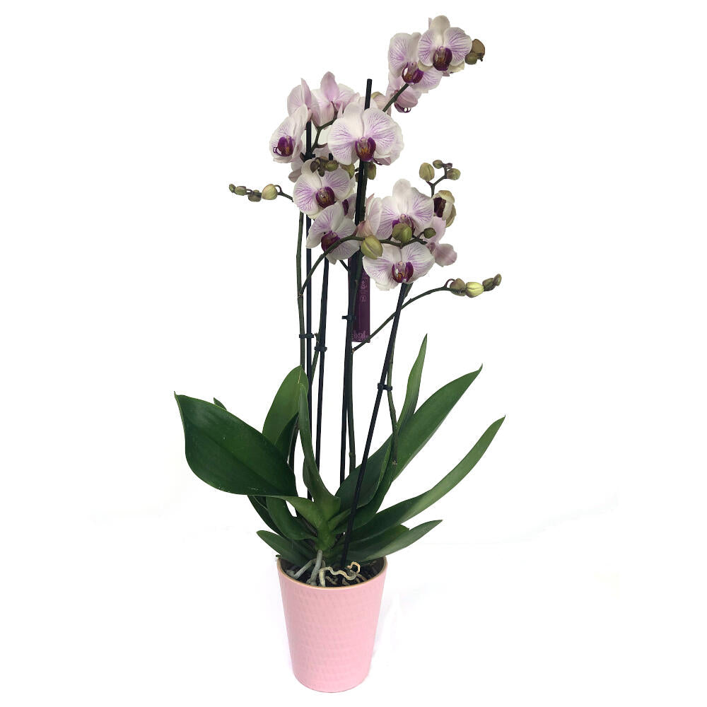 Orquidea Phalaenopsis Denver 2/3 Tallos M12 70cm_0