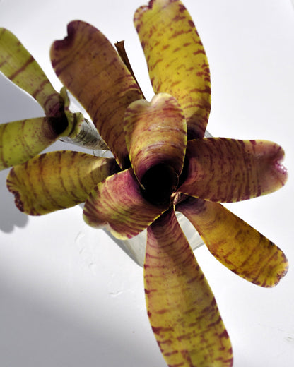 Neoregelia tigrina; bromelia rayada, apta para terrarios; Curiosarium; altura 20 cm, diámetro 18 cm_5