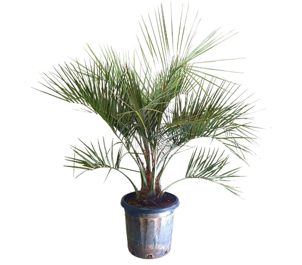 Butia Capitata M37 120-140cm_1