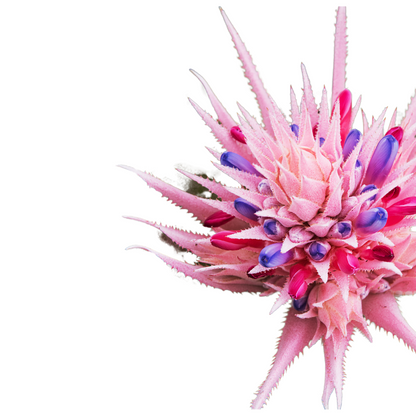 Aechemea Fasciata O Bromelia Fasciata Planta Con Flor Para Interior_1