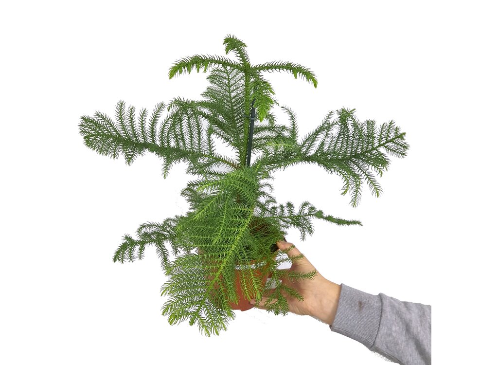 Araucaria Heterophylla M17_0